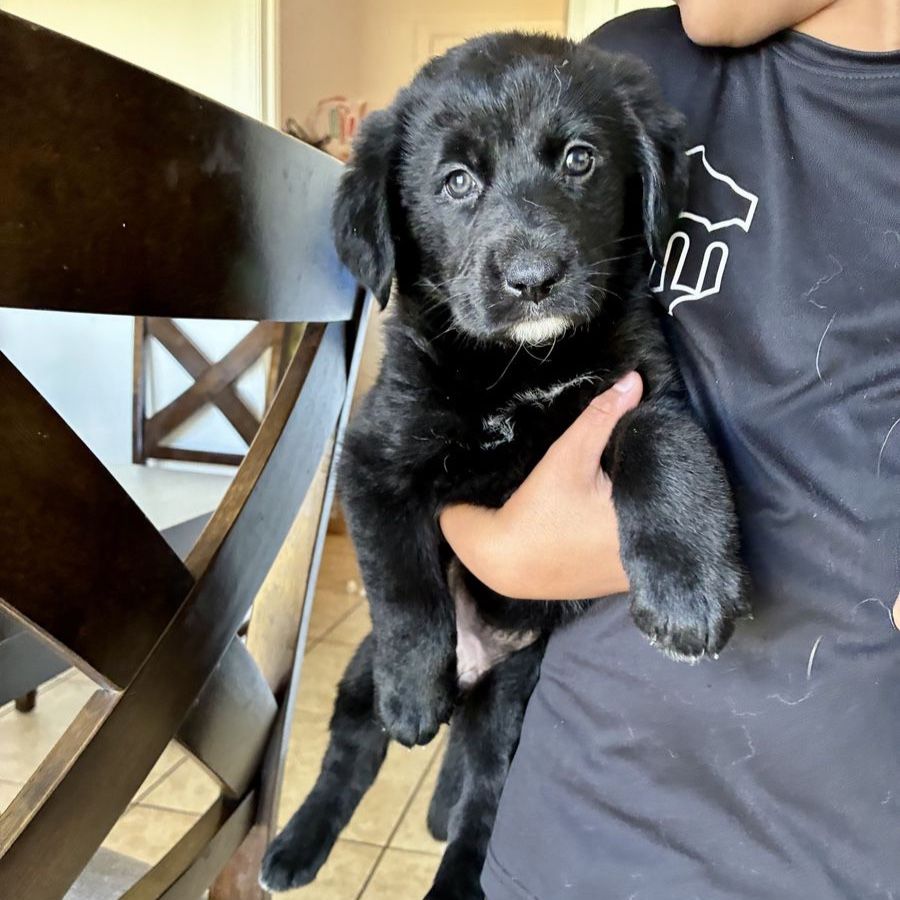 Last Goldendoodle × German Shepherd mix Puppy