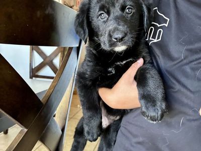 Last Goldendoodle × German Shepherd mix Puppy