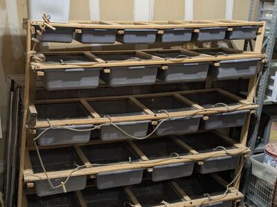16 tub rat rack with watering system