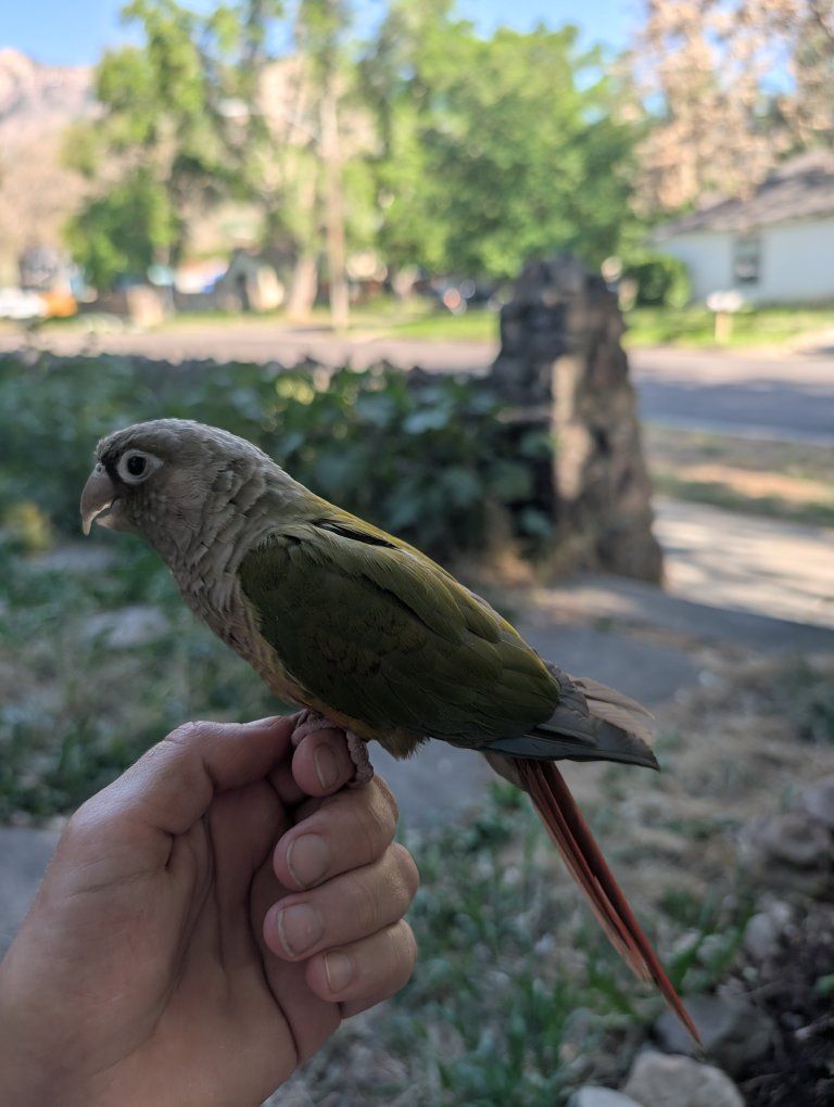 Pineapple greencheek Conure