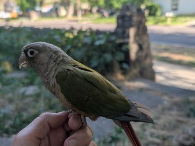 Pineapple greencheek Conure