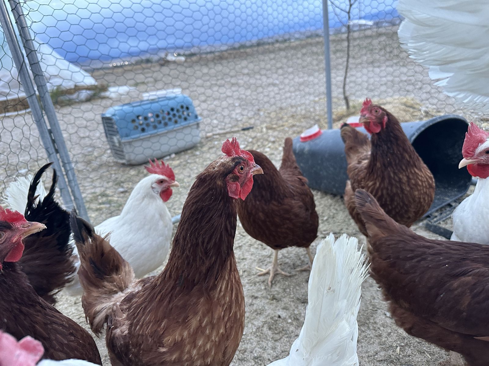 Laying Hens and Rooster