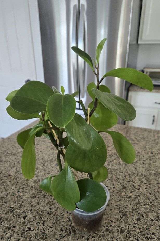 Peperomia Obtusifolia (Baby Rubber Plant)