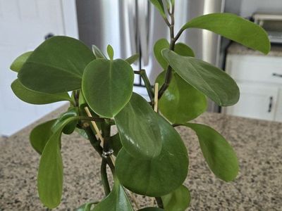 Peperomia Obtusifolia (Baby Rubber Plant)