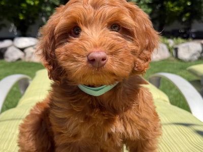 Darling Deep Red Mini Goldendoodle Girls