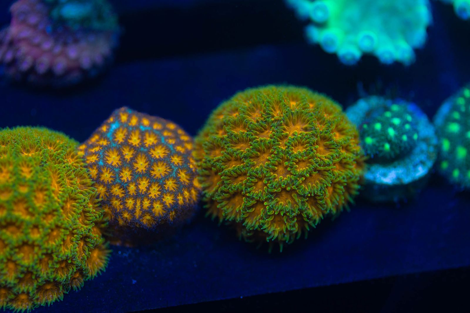Hundreds of corals available Located in sandy 801-680-4676