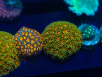 Hundreds of corals available Located in sandy 801-680-4676