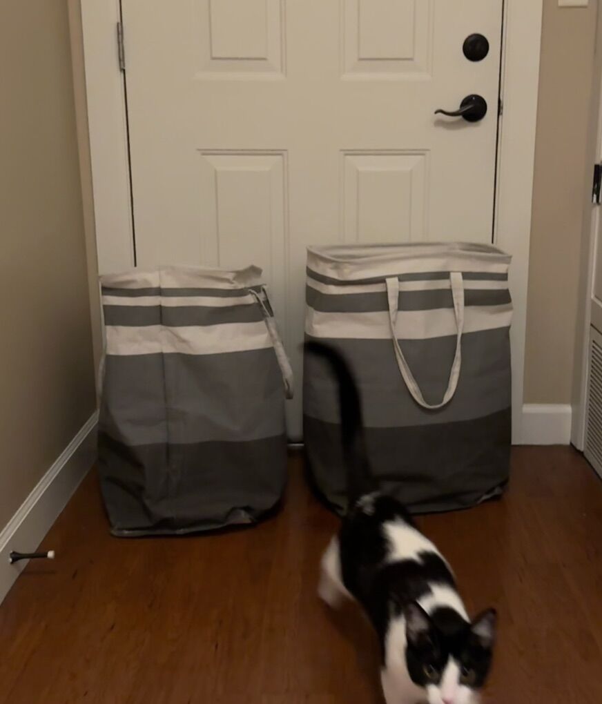 Set Of 2 Heavy Duty Laundry Bags (cat for Scale.)