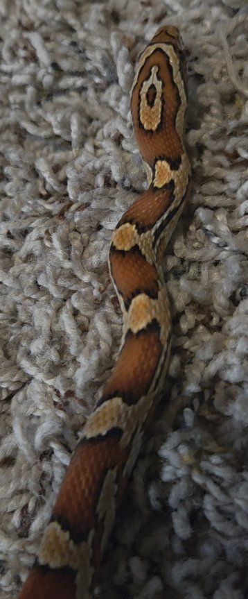 corn snake