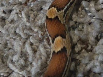 corn snake