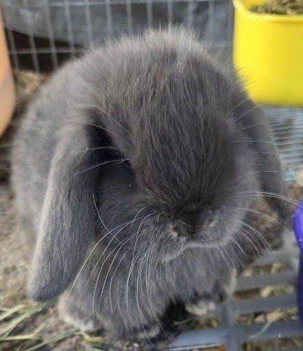 Holland Lop Mini Lop Baby Bunny Rabbits