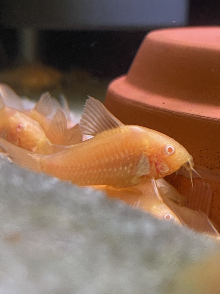 Albino Sterbai Corydoras Catfish