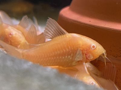 Albino Sterbai Corydoras Catfish