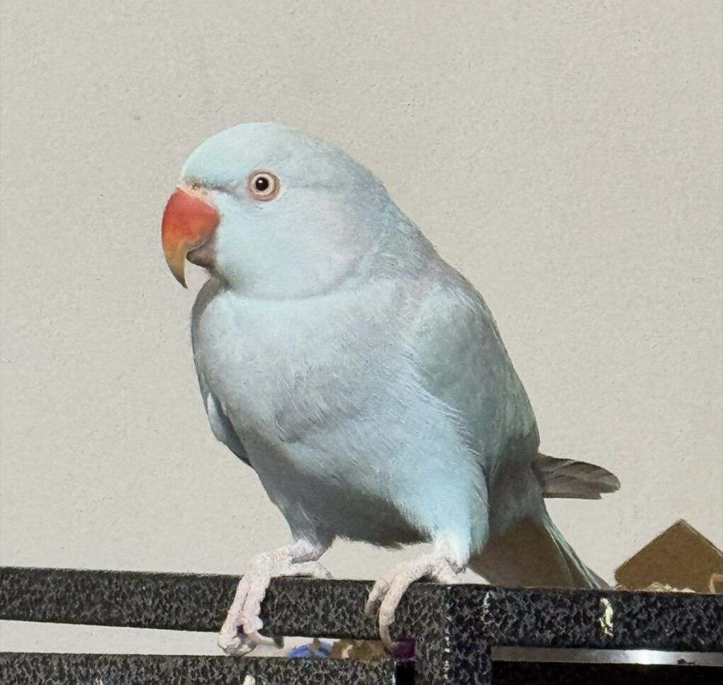 Beautiful Turquoise Indian Ringneck