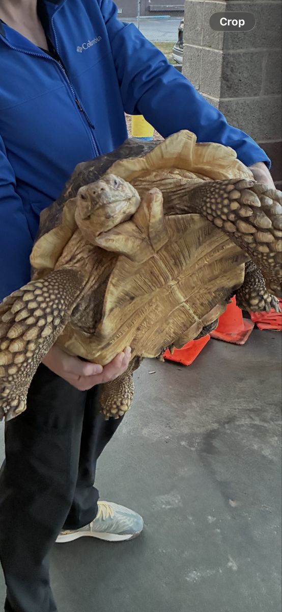 Large Sulcata Tortoise