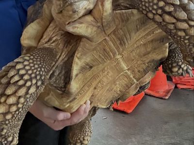 Large Sulcata Tortoise