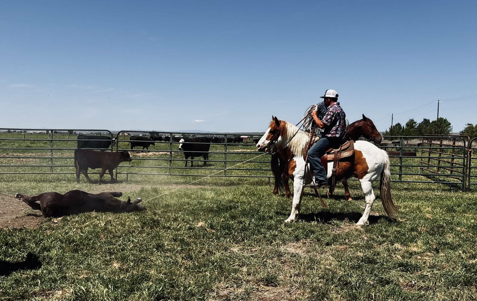 Haflinger Paint Gelding