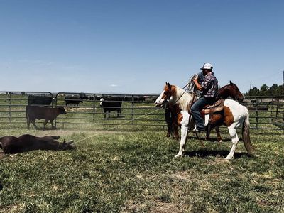 Haflinger Paint Gelding