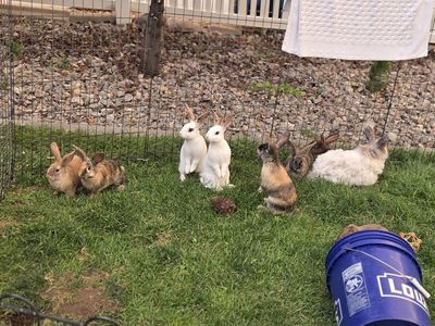 Adorable Mix Bunny Rabbits - Multiple Colors Available