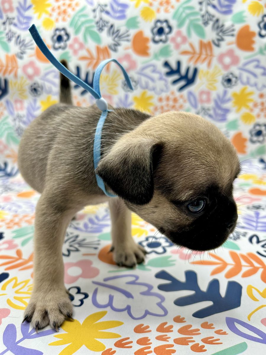 Authentic PUG puppies