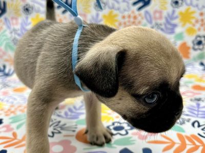 Authentic PUG puppies