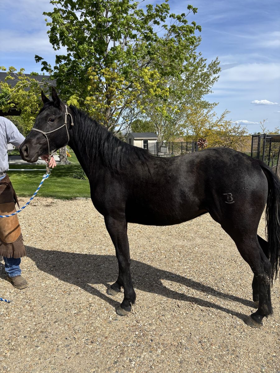 2024 AQHA Black Filly
