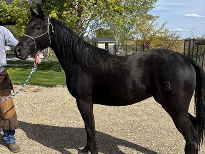 2024 AQHA Black Filly
