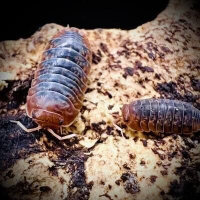 Sinodillo “Vietnam” Isopods