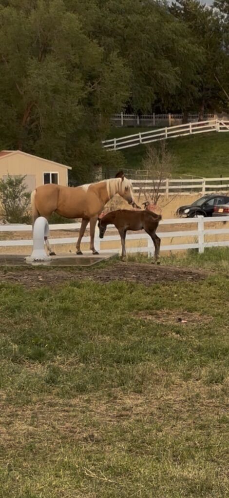 Registered Gaited Morgan Weanling Colt