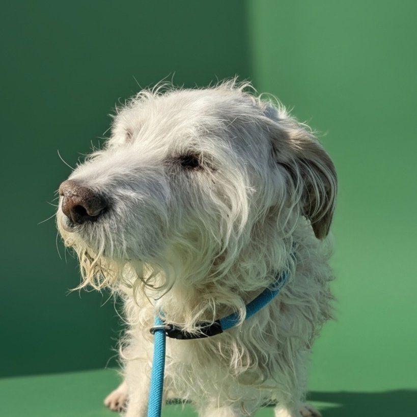 Meet Tucker: A Distinguished Gentleman with a Gentle Soul