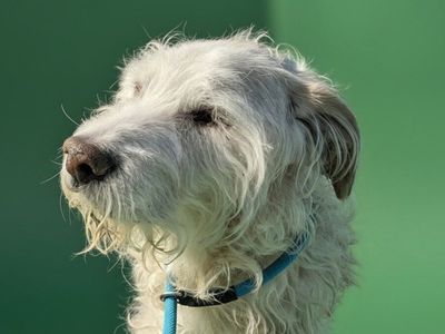 Meet Tucker: A Distinguished Gentleman with a Gentle Soul