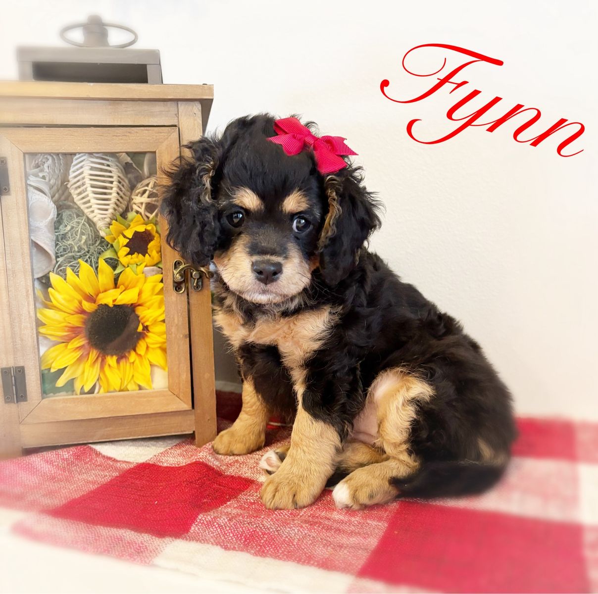 ADORABLE CAVAPOO FEMALE PUPPY