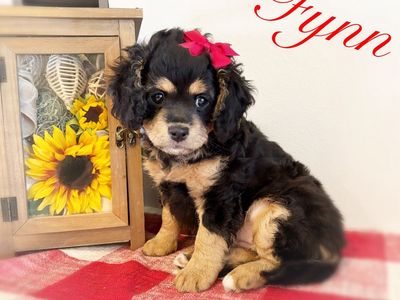 ADORABLE CAVAPOO FEMALE PUPPY