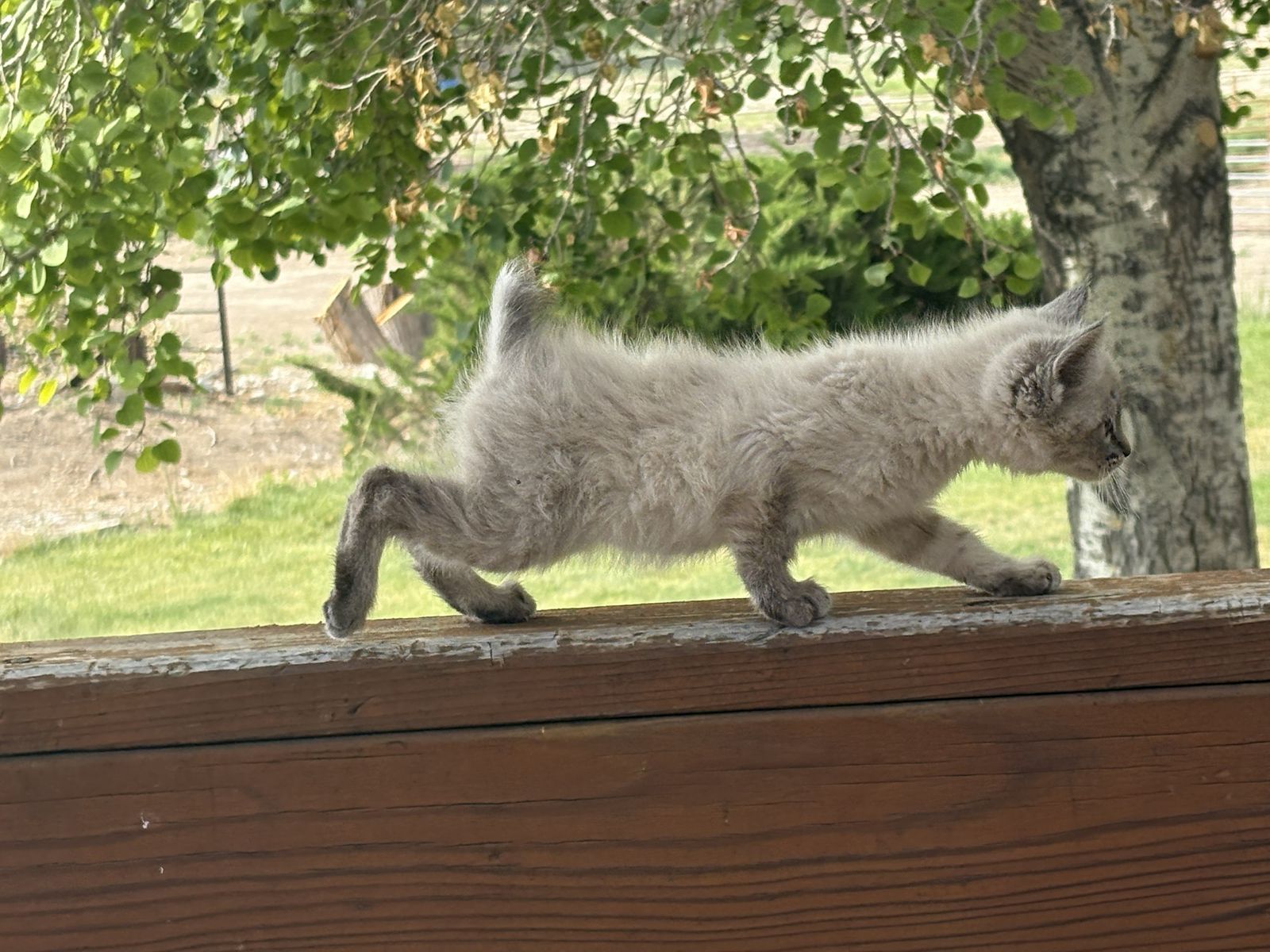 Manx Kittens-Female