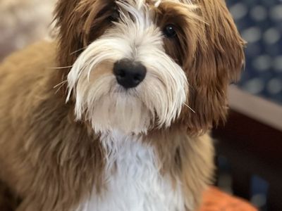 Mini goldendoodle stud