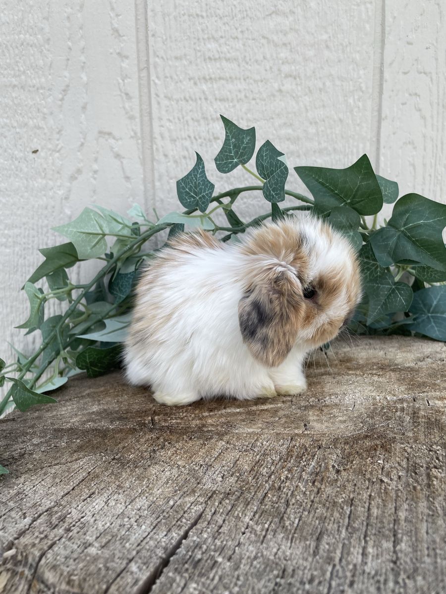 Purebred Holland Lop Doe (fully pedigreed) 