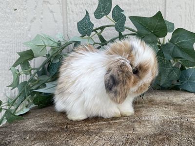 Purebred Holland Lop Doe (fully pedigreed)