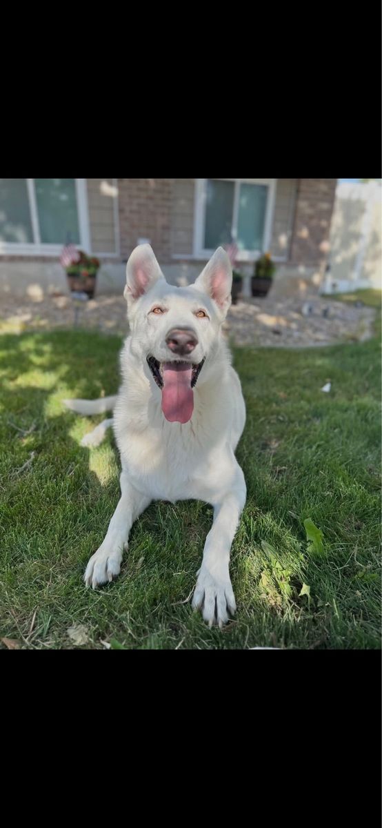 White German shepherd 3.5 years old