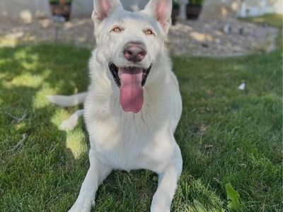White German shepherd 3.5 years old
