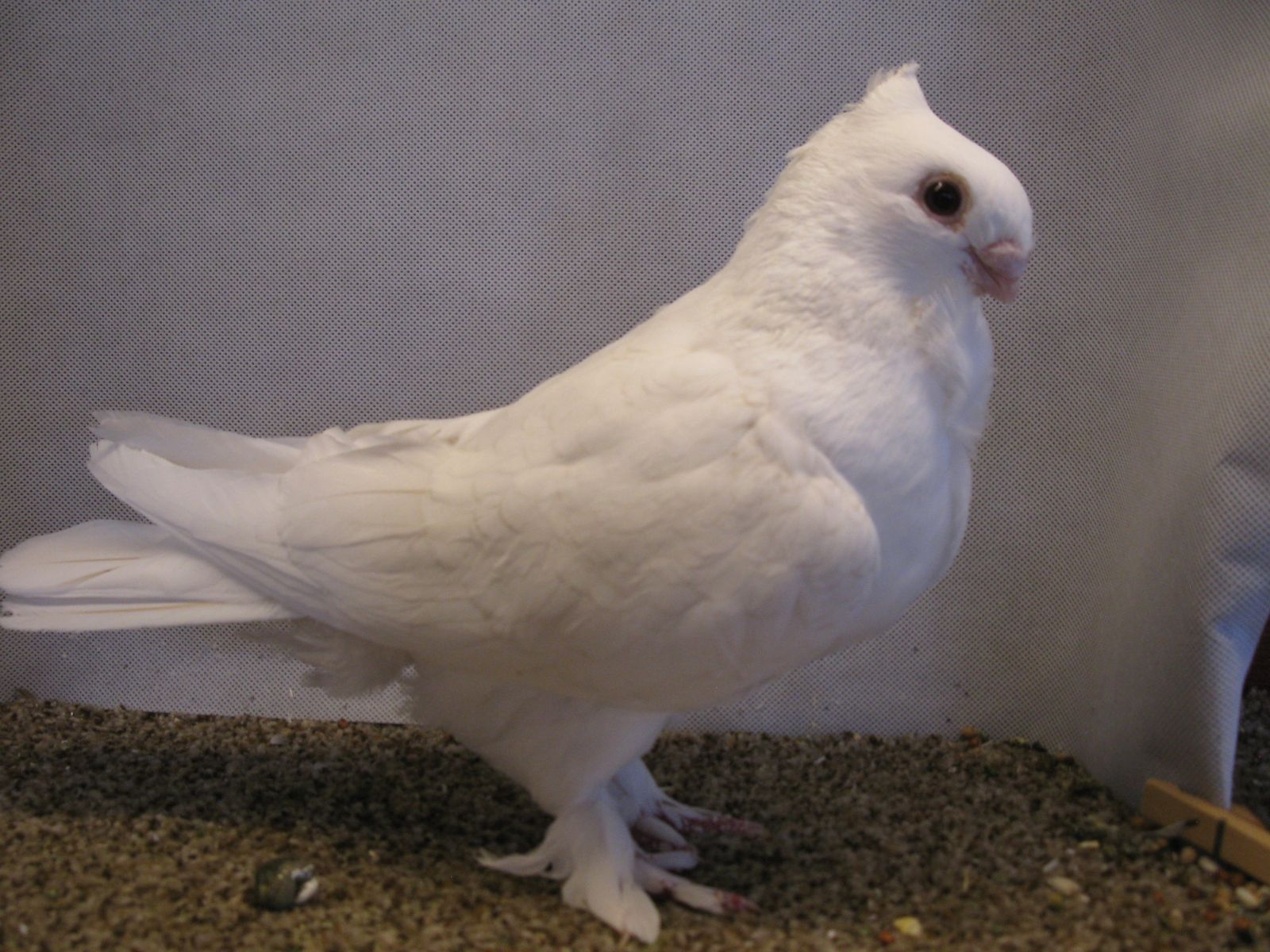Classic Frill Satinette Hen