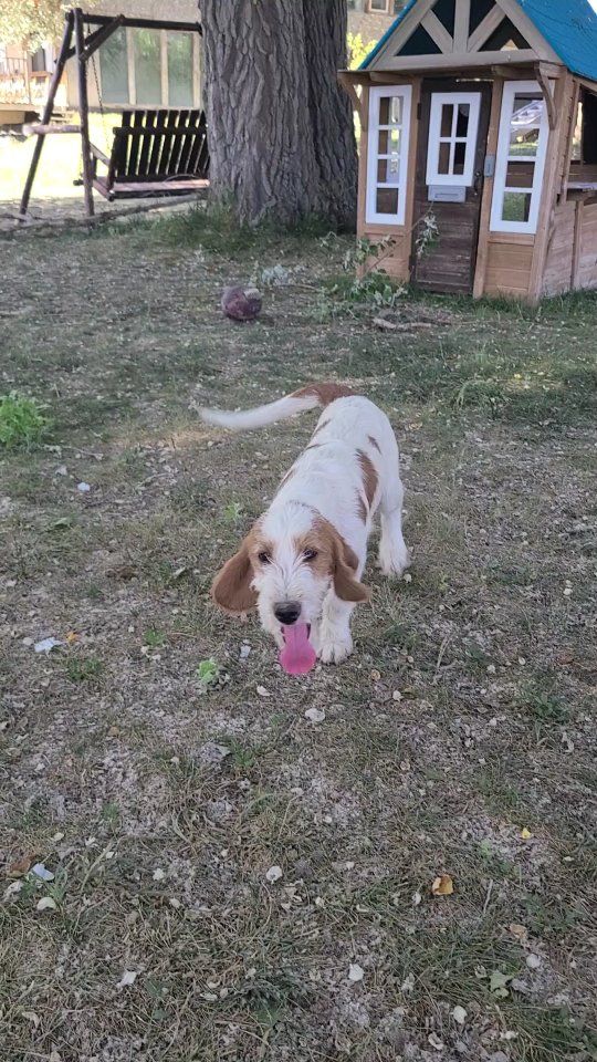 Puppies for Sale