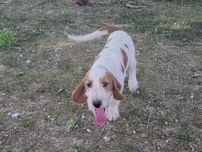 Puppies for Sale