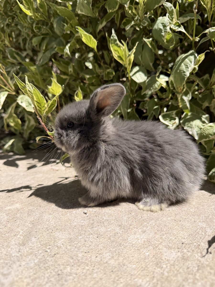 Holland Lop- Pedigreed - VM/VC litter trained babies, ready to go home June 15th