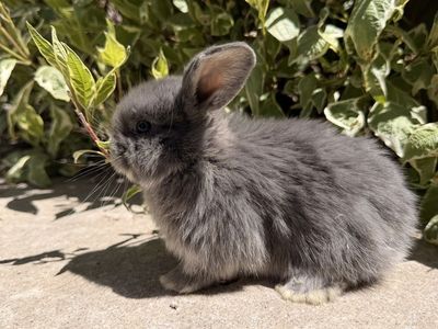 Holland Lop- Pedigreed - VM/VC litter trained babies, ready to go home June 15th