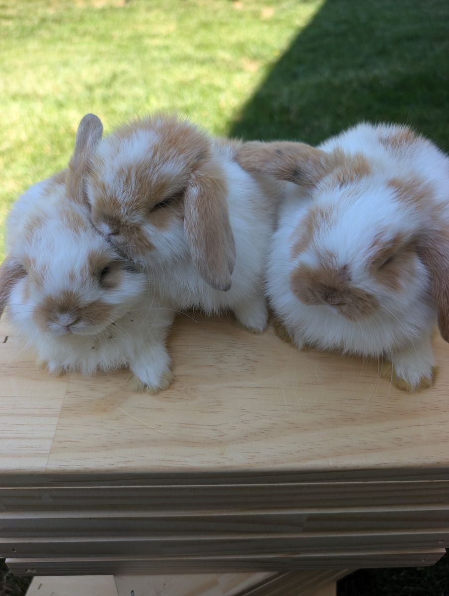 Come Meet Loved Holland Lop Bunnies • Pleasant Grove