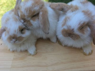 Come Meet Loved Holland Lop Bunnies • Pleasant Grove