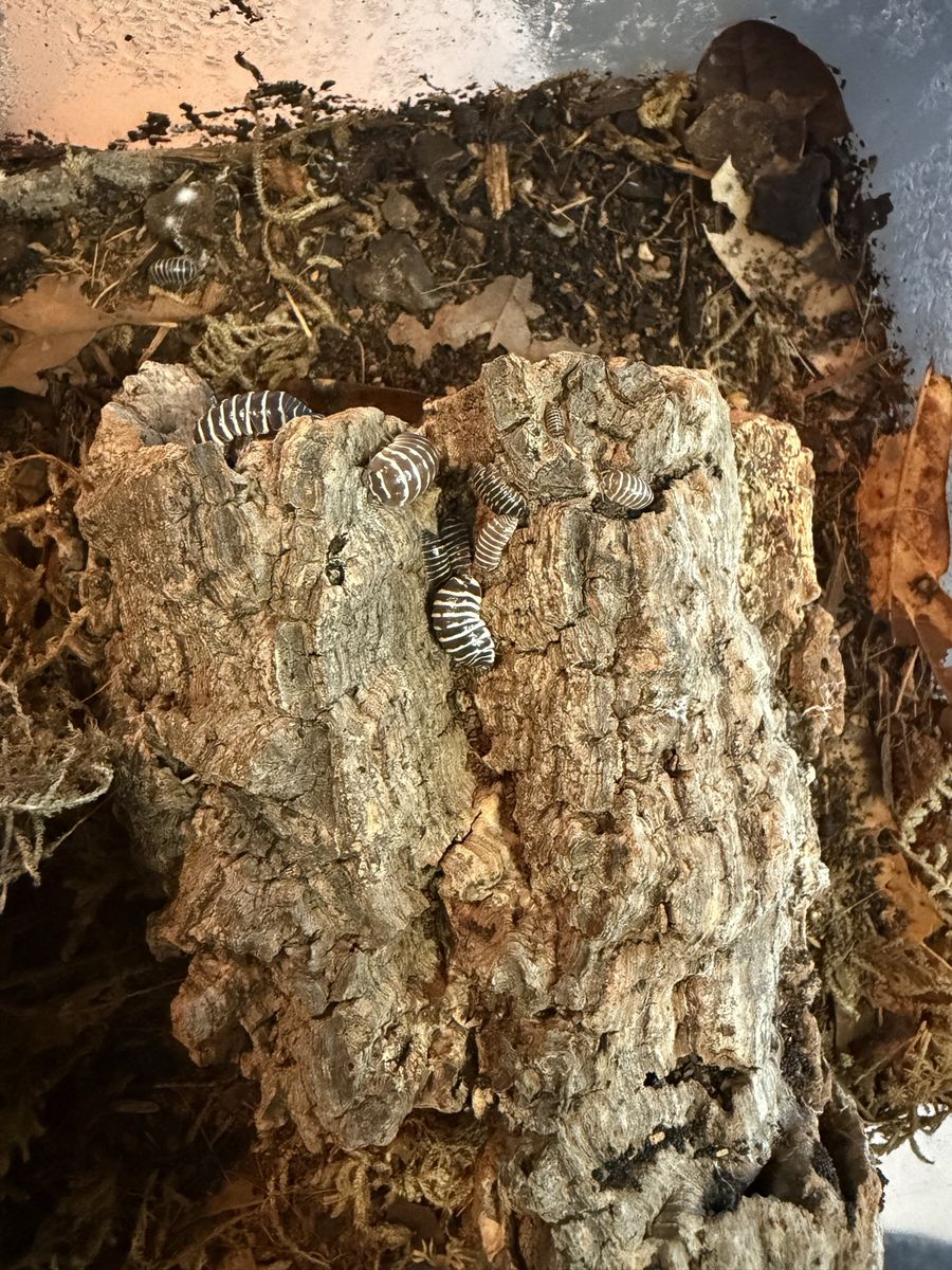 Chocolate zebra isopods