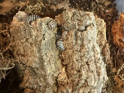 Chocolate zebra isopods