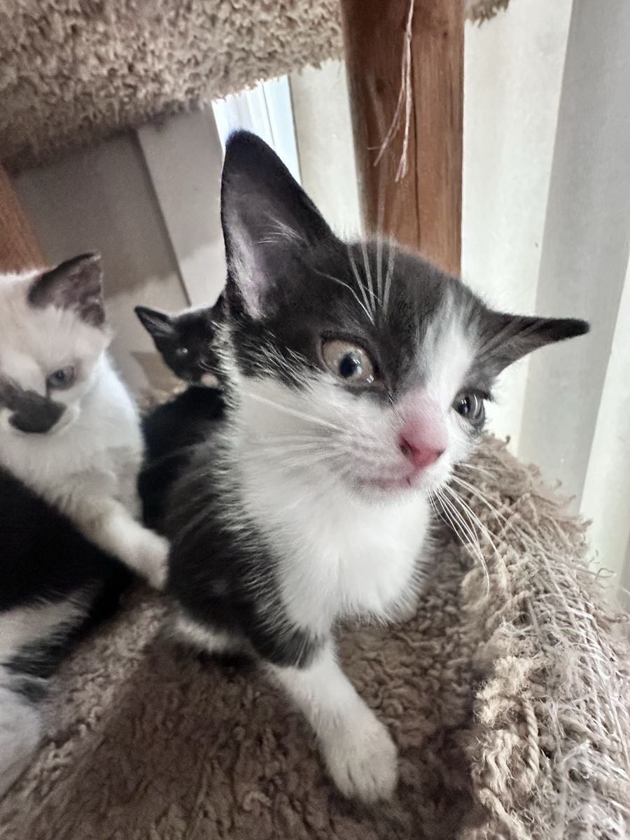 Cutest Kitten Nuggets Almost Ready!