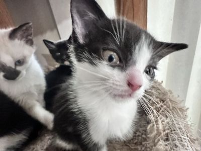 Cutest Kitten Nuggets Almost Ready!